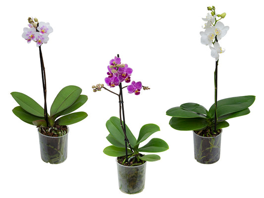 Mini Orquídea